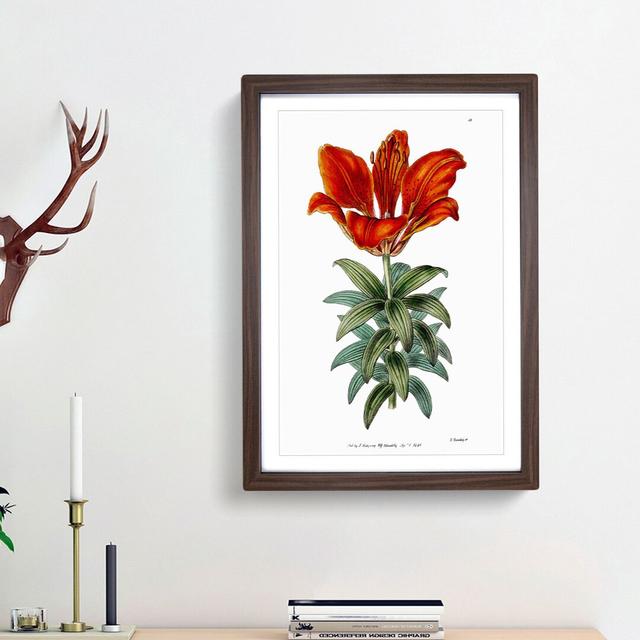 Blooming Red Lily - Picture Frame Graphic Art Print East Urban Home Size: 48cm H x 36cm W x 2cm D, Frame Option: Walnut Framed on Productcaster.