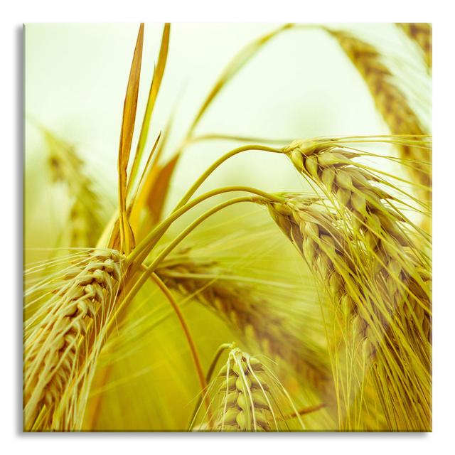 Beautiful Grain - No Frame Print on Glass Brayden Studio Size: 70cm H x 70cm W x 0.4cm D on Productcaster.