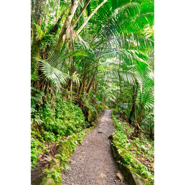 Rainforest Path by Pyzata - Wrapped Canvas Photograph Pergo Classics Size: 122cm H x 81cm W on Productcaster.