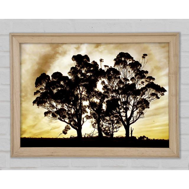 Chocolate Trees - Single Picture Frame Art Prints Brayden Studio Size: 29.7cm H x 42cm W x 1.5cm D on Productcaster.