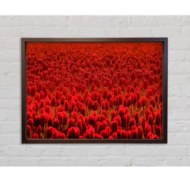 Field Of Scarlet Tulips - Single Picture Frame Art Prints on Canvas Bright Star Size: 59.7cm H x 84.1cm W x 3.3cm D on Productcaster.