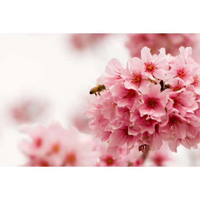 Cherry Blossoms With A Bee by Junda - Wrapped Canvas Print 17 Stories Size: 20cm H x 30cm W x 3.8cm D on Productcaster.