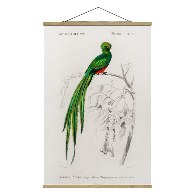 Fotodruck Vintage Educational Board Tropical Bird I Sansibar Home Maße: 52,5 cm H x 35 cm B x 0,3 cm T on Productcaster.