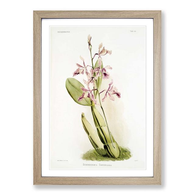 Magnolia Flowers Illustration Tab. 59 by Frederick Sander - Picture Frame Painting Print East Urban Home Frame Option: Oak, Size: 50cm H x 35cm W x 2c on Productcaster.