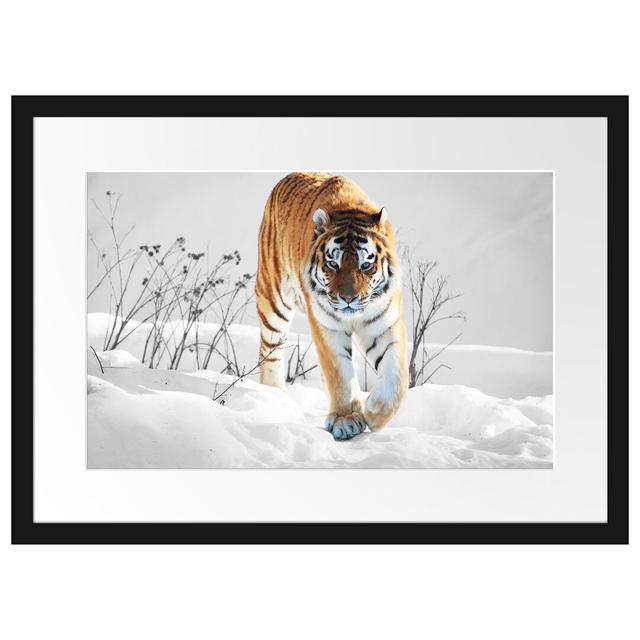 Gerahmtes Poster Großer Wilder Tiger im Schnee East Urban Home Größe: 40 cm H x 55 cm B on Productcaster.