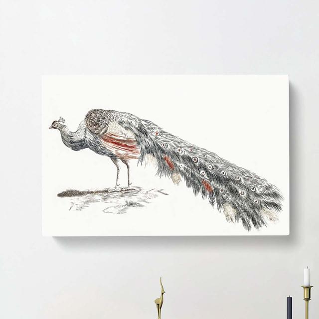 Illustration Of A Peacock by Johan Teyler - Wrapped Canvas Painting East Urban Home Size: 50cm H x 76cm W x 3cm D on Productcaster.