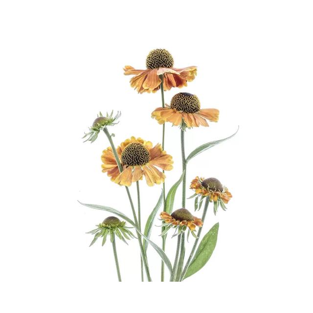 Helenium by Mandy Disher - Wrapped Canvas Painting Brambly Cottage Size: 30.48cm H x 20.32cm W x 1.905cm D on Productcaster.