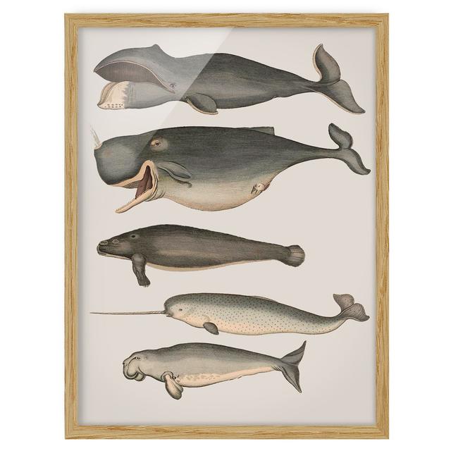 Picture With Frame - Five Vintage Whales - Portrait 4:3 House of Hampton Frame Option: Brown Framed, Size: 100cm H x 70cm W x 2cm D on Productcaster.