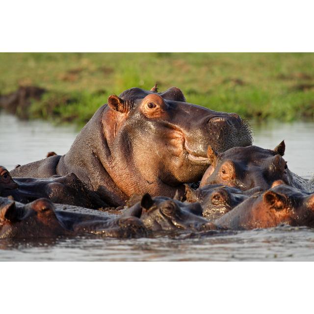 Dominant Hippopotamus by Mogenstrolle - Wrapped Canvas Photograph 17 Stories Size: 20cm H x 30cm W on Productcaster.