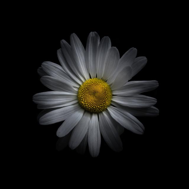 White Daisy V by Brian Carson - Wrapped Canvas Art Prints Latitude Run Size: 122cm H x 122cm W on Productcaster.