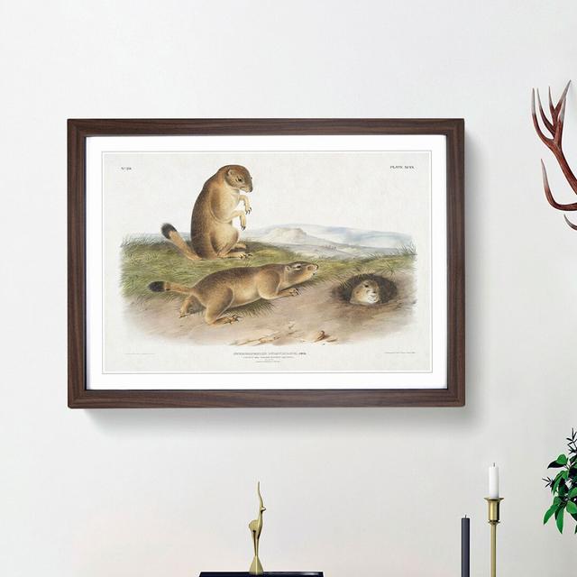 Prairie Dogs by J.W. Audubon - Picture Frame Painting Print East Urban Home Frame Option: Walnut Framed, Size: 48cm H x 65cm W x 2cm D on Productcaster.