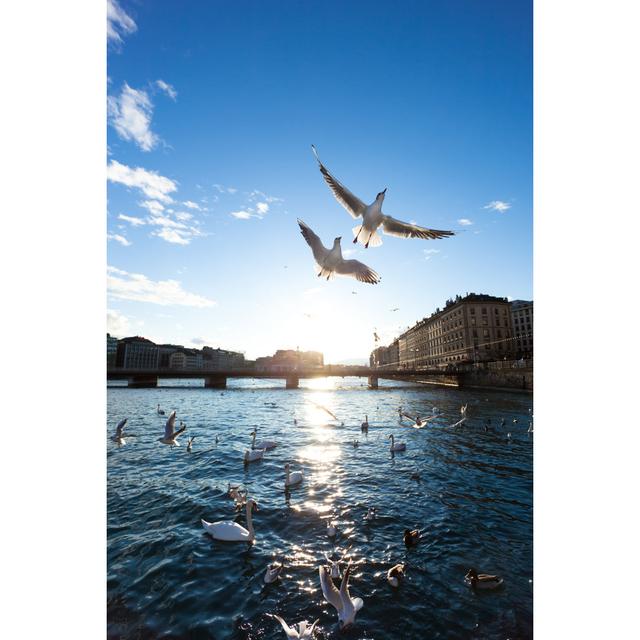 Seagulls flying over geneva city House of Hampton Size: 30cm H x 20cm W on Productcaster.