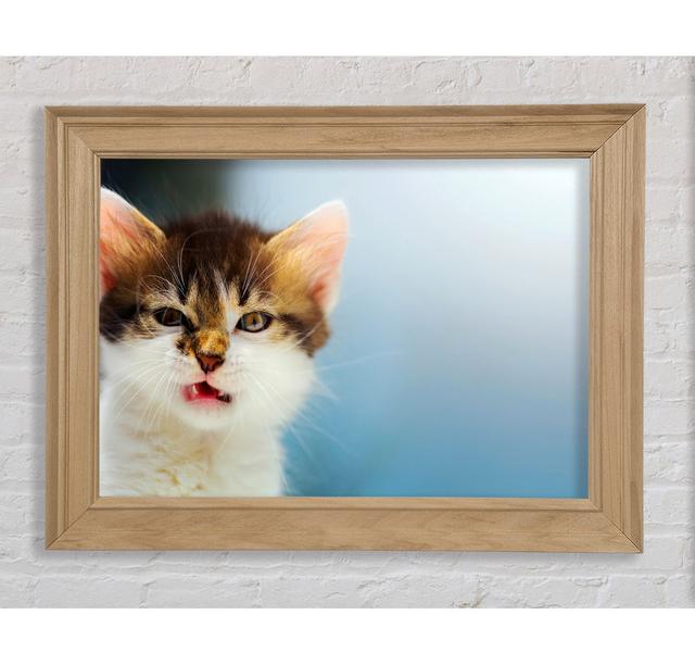 Kitten Cat Growl - Print Brayden Studio Size: 84.1cm H x 142.2cm W x 8cm D, Format: Natural Framed Paper on Productcaster.