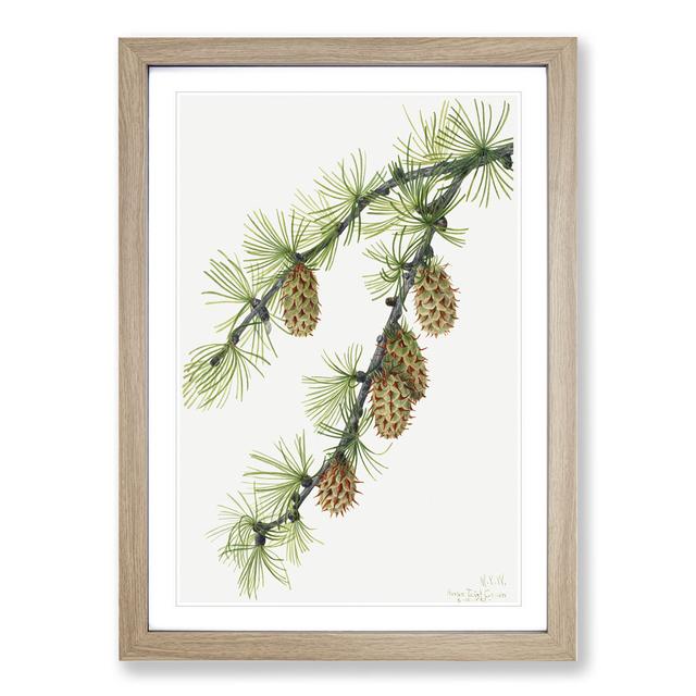 Western Larch by Mary Vaux Walcott - Picture Frame Painting East Urban Home Size: 65cm H x 48cm W x 2cm D, Frame Option: Oak on Productcaster.