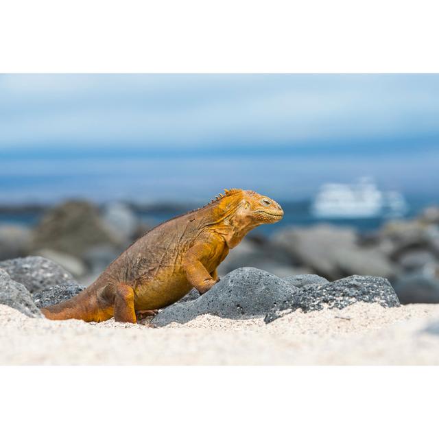 North Seymour Island by Guenterguni - No Frame Art Prints on Canvas 17 Stories Size: 120cm H x 80cm W on Productcaster.