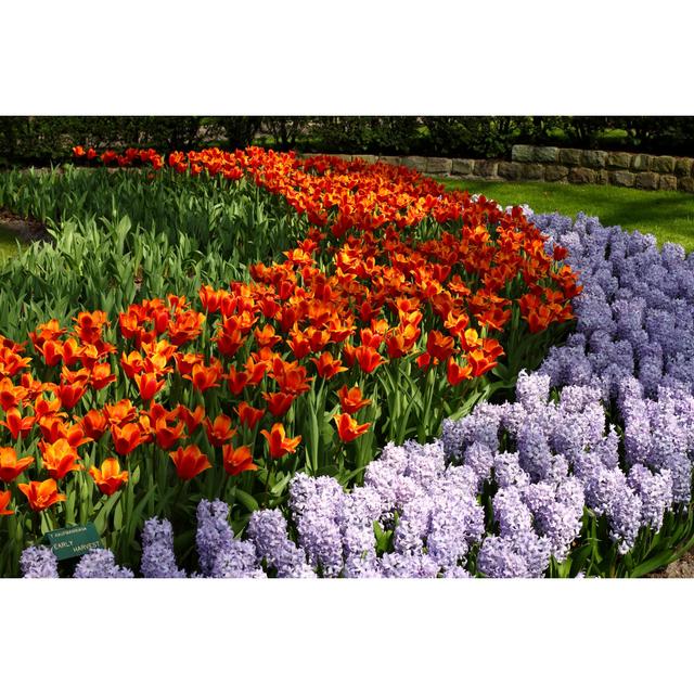 Keukenhof Flower Gardens by Ultima_Gaina - Wrapped Canvas Print Ebern Designs Size: 81cm H x 122cm W on Productcaster.