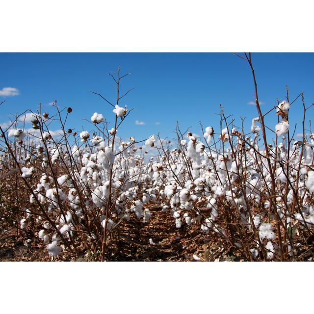 Cotton Field von Jayjayoo com - Leinwand Kunstdrucke 17 Stories Größe: 20 cm H x 30 cm B on Productcaster.