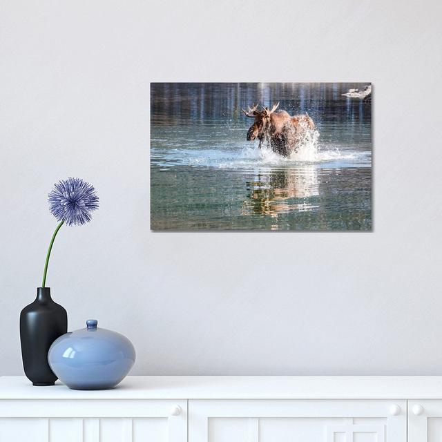 Moose Crossing by Matteo Colombo - Wrapped Canvas Photograph Alpen Home Size: 30.48cm H x 45.72cm W x 1.91cm D on Productcaster.