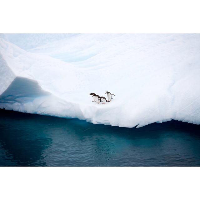 Penguins on iceberg antarctica House of Hampton Size: 30cm H x 46cm W on Productcaster.