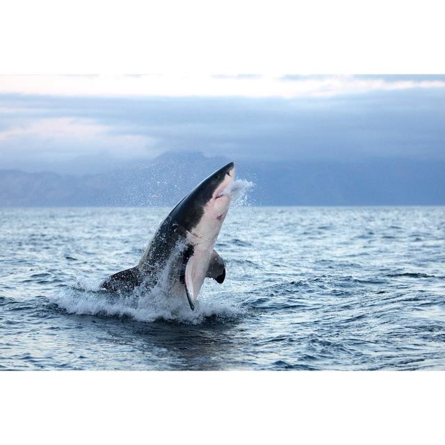 Great White Shark Carcharodon Carcharias, Adult Breaching, False Bay in South Africa - Wrapped Canvas Photograph Bay Isle Home Size: 81cm H x 122cm W on Productcaster.