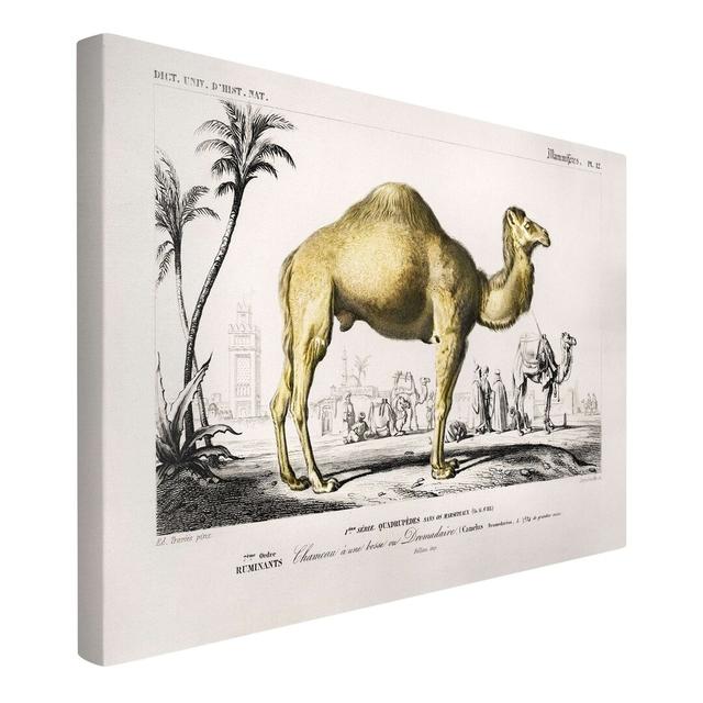 Dromedary - Wrapped Canvas Graphic Art Latitude Vive Size: 60cm H x 90cm W on Productcaster.