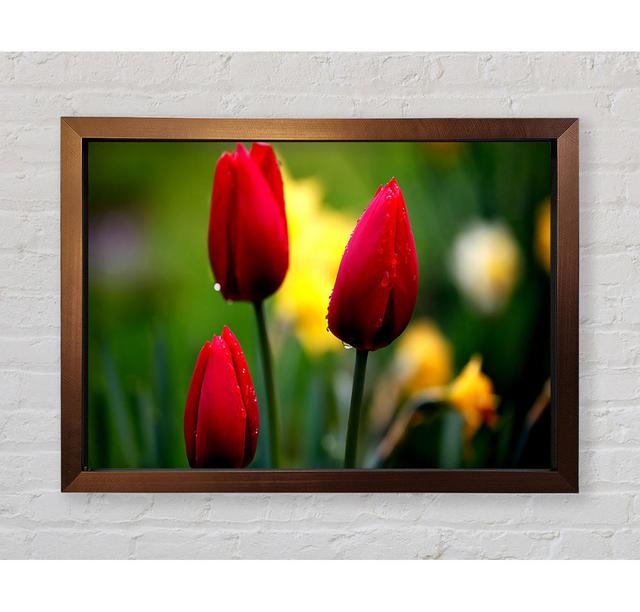 Three Red Tulips - Single Picture Frame Art Prints Bright Star Size: 42cm H x 59.7cm W x 3.4cm D on Productcaster.