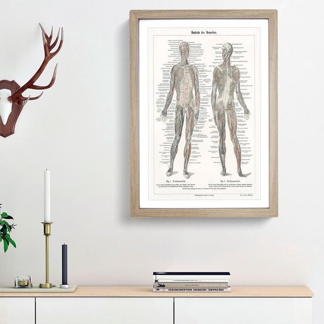 Human Anatomy in German - Picture Frame Drawing Print East Urban Home Frame Option: Oak Framed, Size: 65cm H x 48cm W x 2cm D on Productcaster.