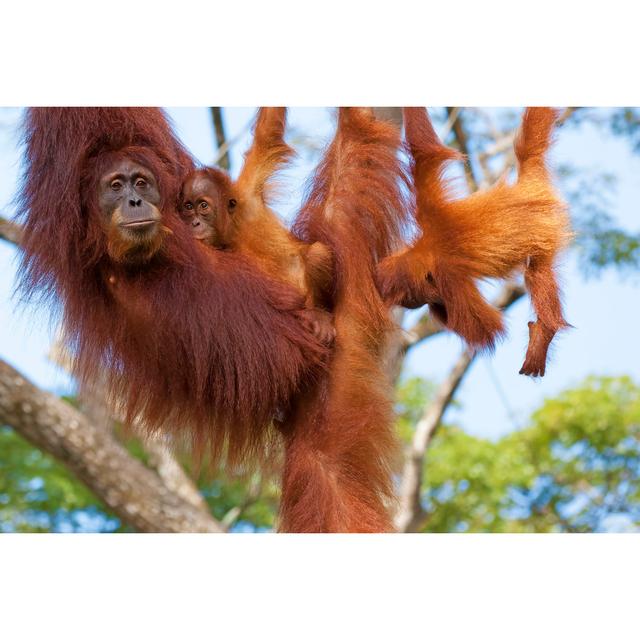 Borneo Orangutan - Wrapped Canvas Print 17 Stories Size: 20cm H x 30cm W x 3.8cm D on Productcaster.