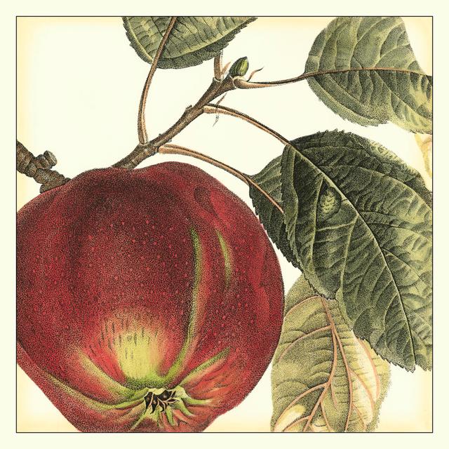 Apple by Vision Studio - Wrapped Canvas Art Prints Rosalind Wheeler Size: 91cm H x 91cm W on Productcaster.