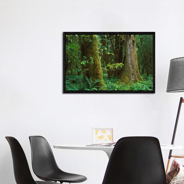 Moss-Covered Trees And Dense Undergrowth In The Hoh Temperate Rainforest, Olympic National Park by Tim Fitzharris - Gallery-Wrapped Canvas Giclée on C on Productcaster.