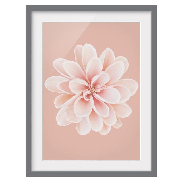 Dahlia Pink Pastel White Centered - Picture Frame Graphic Art Ebern Designs Frame Option: Grey Framed, Size: 70cm H x 50cm W x 2cm D on Productcaster.