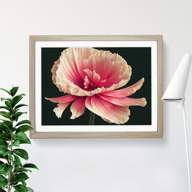 Radiant Carnation Flower - Picture Frame Graphic Art Marlow Home Co. Frame Colour: Oak Framed, Size: 25cm H x 34cm W x 2cm D on Productcaster.