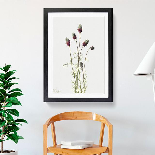 Purple Prairieclover by Mary Vaux Walcott - Picture Frame Painting East Urban Home Size: 36cm H x 27cm W x 2cm D, Frame Option: Black Framed on Productcaster.