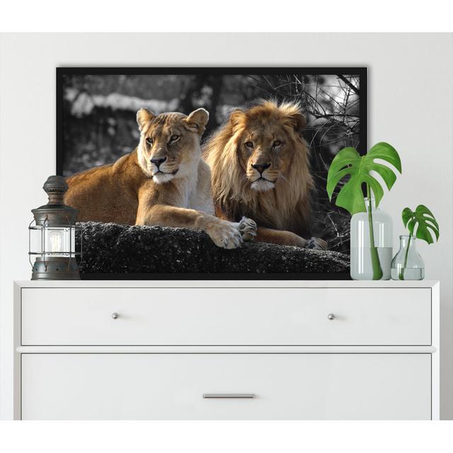 Fotodruck Attentive Lion Couple ModernMoments Größe: 80 cm H x 60 cm B x 2,5 cm T, Farbe: Braun/Schwarz/Grau on Productcaster.