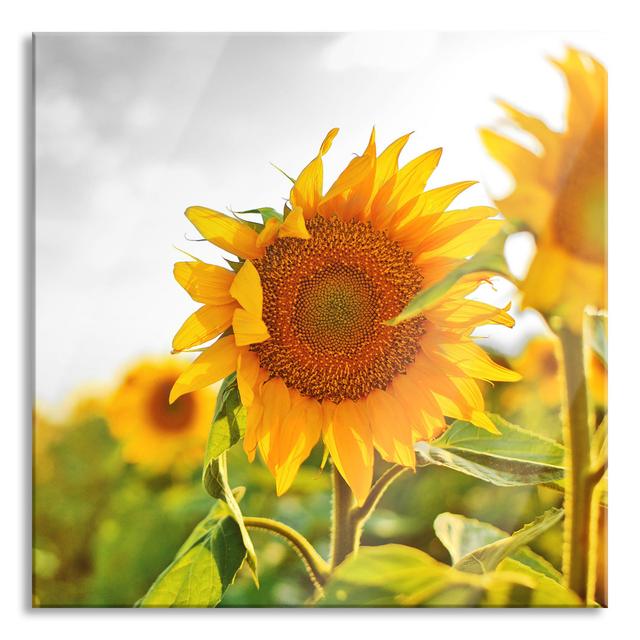 Glasbild Close-Up of a Sunflower Graphic Art Print on Canvas Sommerallee Größe: 60 cm H x 60 cm B x 0.4 cm T on Productcaster.