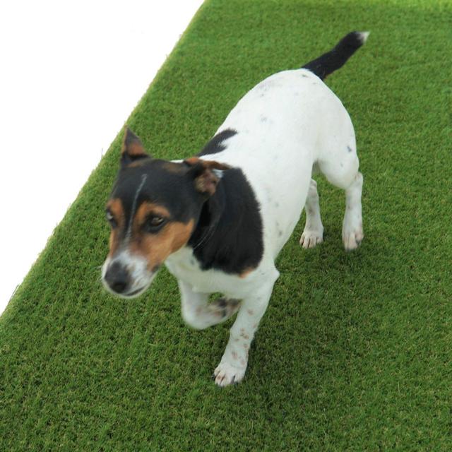 Broderik 40mm Pet-Friendly Artificial Grass, Fake Grass For Lawn-2m(6'6") X 4m(13'1")-8m² Dakota Fields on Productcaster.