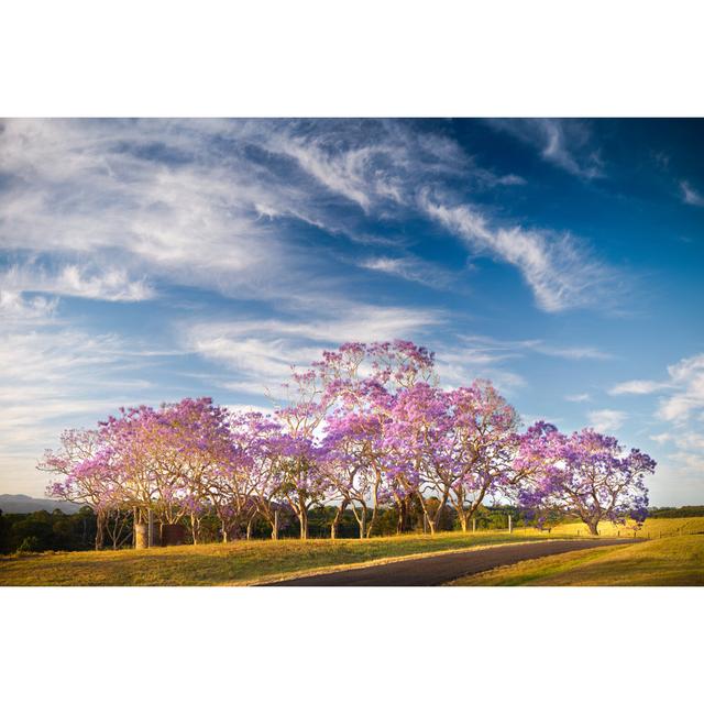 Jacaranda Trees In Flower by Turnervisual - Drucken 17 Stories Größe: 40 cm H x 60 cm B on Productcaster.