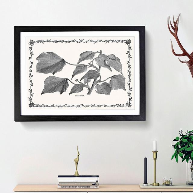 The Ivy Melanocarpa by Shirley Hibberd - Picture Frame Painting Print East Urban Home Frame Option: Black Framed, Size: 27cm H x 36cm W x 2cm D on Productcaster.