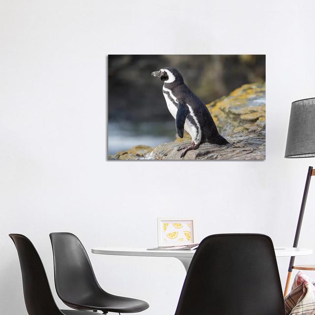 Magellanic Penguin, Falkland Islands. by Martin Zwick - Wrapped Canvas Photograph House of Hampton Size: 66.04cm H x 101.6cm W x 1.905cm D on Productcaster.