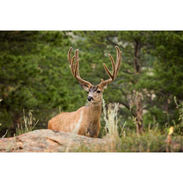 Regal Wild Mule Deer von Jimkruger - Druck auf Leinwand ohne Rahmen Alpen Home Größe: 80 cm H x 120 cm B on Productcaster.