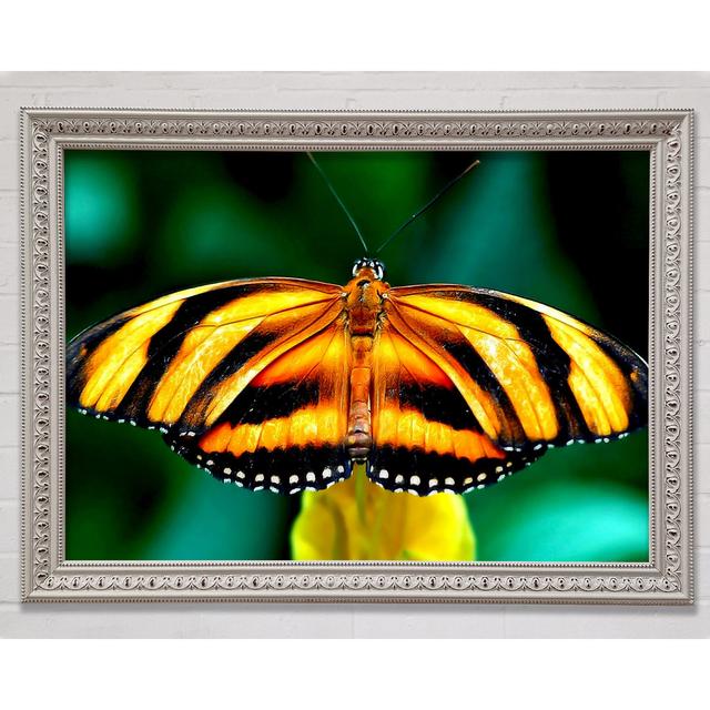 Orange And White Butterfly - Print Bright Star Size: 59.7cm H x 84.1cm W x 3cm D on Productcaster.