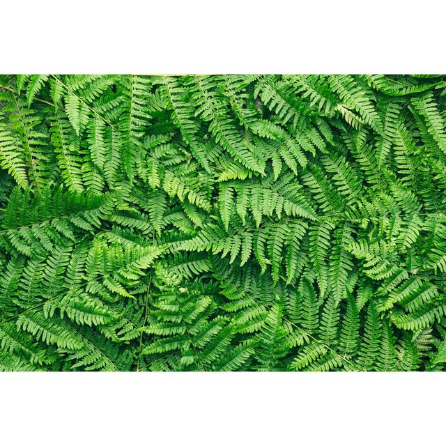 Fern Leaves - Wrapped Canvas Art Prints Brambly Cottage Size: 61cm H x 91cm W x 3.8cm D on Productcaster.