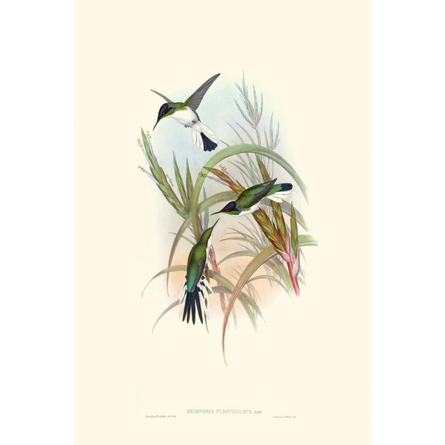 Hummingbird Delight VII by John Gould - Wrapped Canvas Painting Rosalind Wheeler Size: 91cm H x 61cm W on Productcaster.