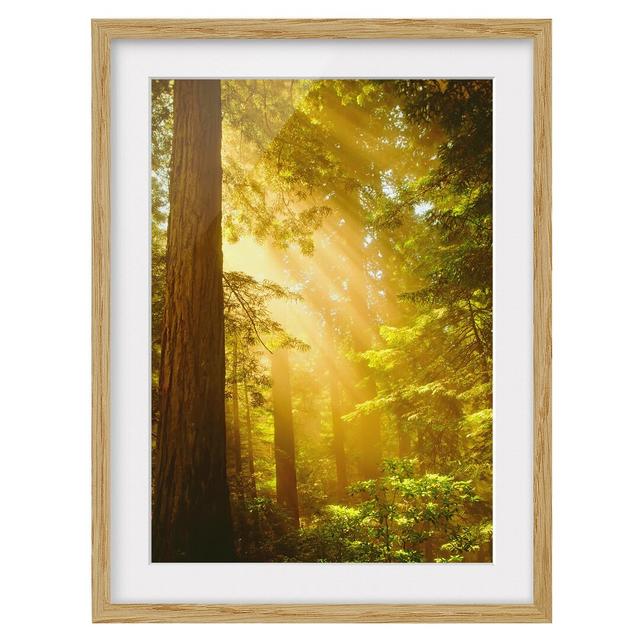 Morning Gold Framed Photographic Art Print East Urban Home Size: 70cm H x 50cm W, Frame Options: Natural oak on Productcaster.