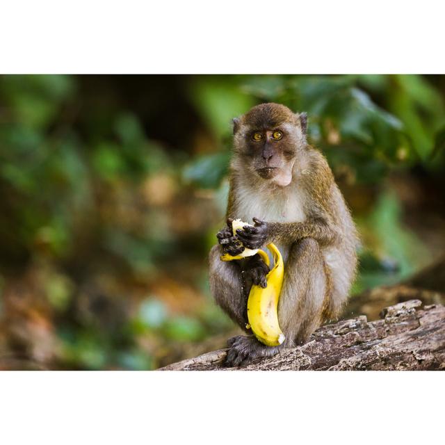 Lao Monkey Eating a Banana by Filipe Lopes - Wrapped Canvas Photograph 17 Stories Size: 51cm H x 76cm W x 3.8cm D on Productcaster.