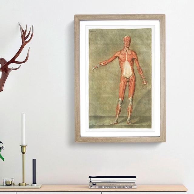 Anatomical Illustration of a Male No. 1 by Gautier-Dagoty - Picture Frame Painting Print East Urban Home Frame Option: Oak Framed, Size: 87cm H x 62cm on Productcaster.