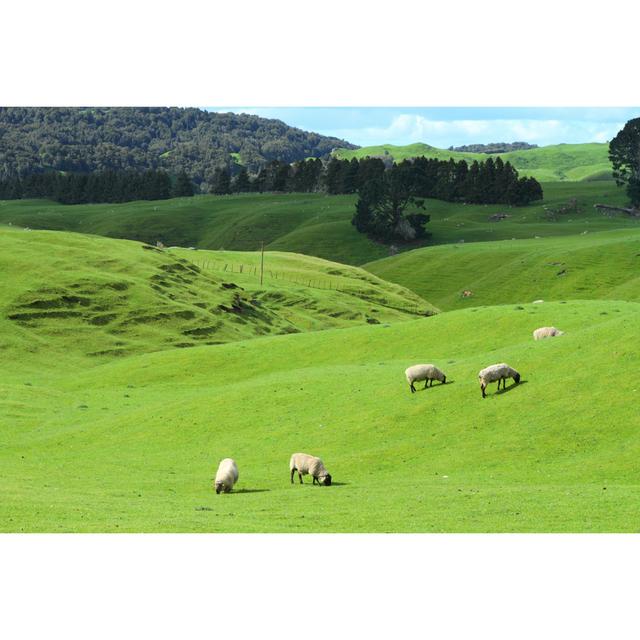 Grazing Sheep by Georgeburba - Wrapped Canvas Photograph Alpen Home Size: 81cm H x 122cm W x 3.8cm D on Productcaster.