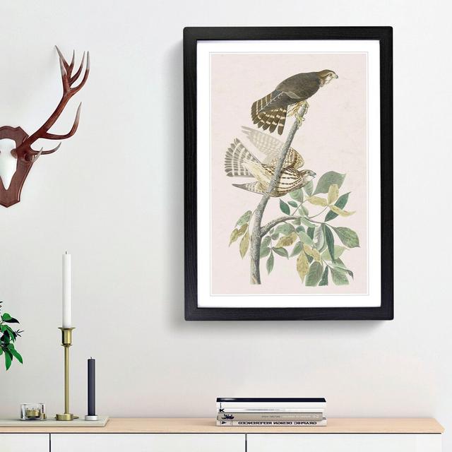 Pigeon Hawks by John James Audubon - Picture Frame Painting Print East Urban Home Size: 48cm H x 36cm W x 2cm D, Frame Option: Black Framed on Productcaster.