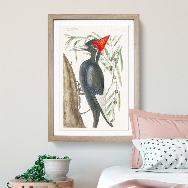 Ivory-Billed Woodpecker by Mark Catesby - Picture Frame Painting Print East Urban Home Size: 87cm H x 62cm W x 2cm D, Format: Oak Framed on Productcaster.