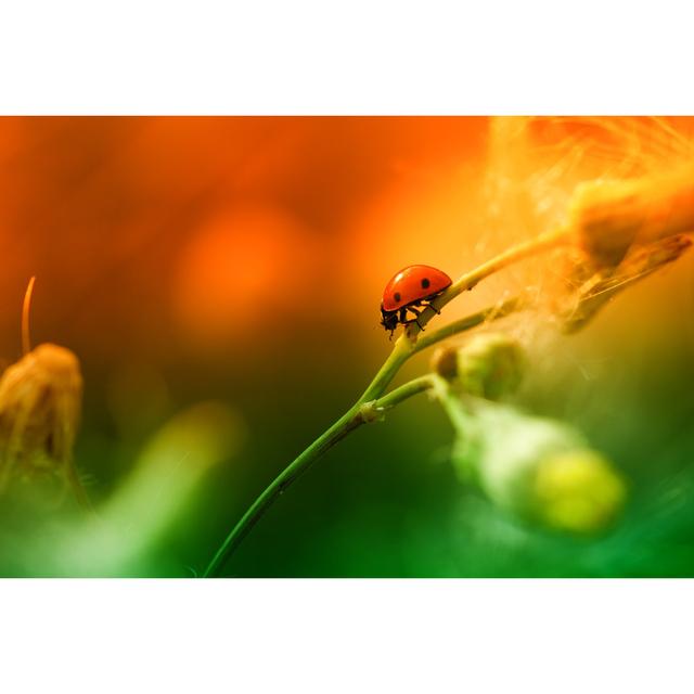 Ladybug Sitting On Top Of Wildflower by Pawel.gaul - Wrapped Canvas Print 17 Stories Size: 20cm H x 30cm W x 3.8cm D on Productcaster.